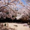 近場の桜散策