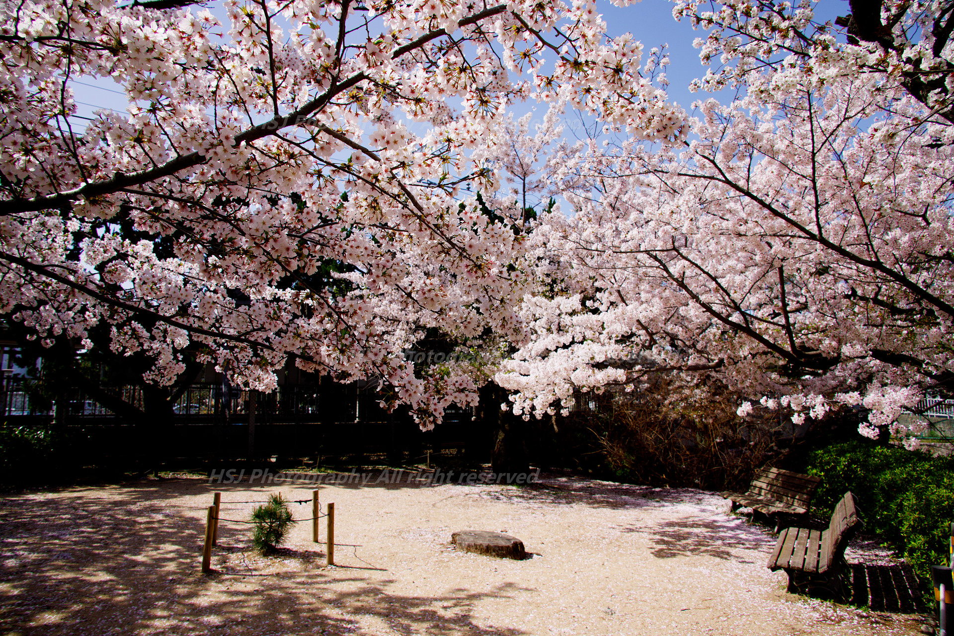 近場の桜散策